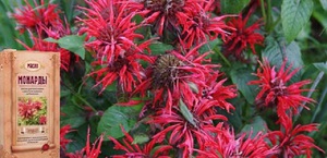 Description of the beneficial properties of the monarda plant