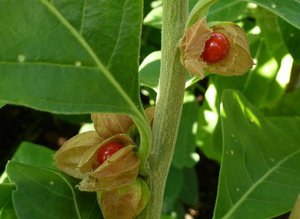 Ashwagandha properties