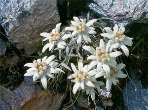 Edelweiss is a mountain flower plant.