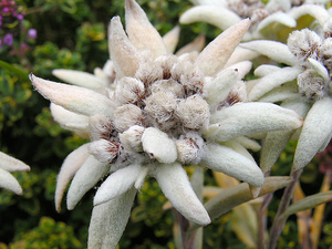 Chained to the edelweiss mountains.