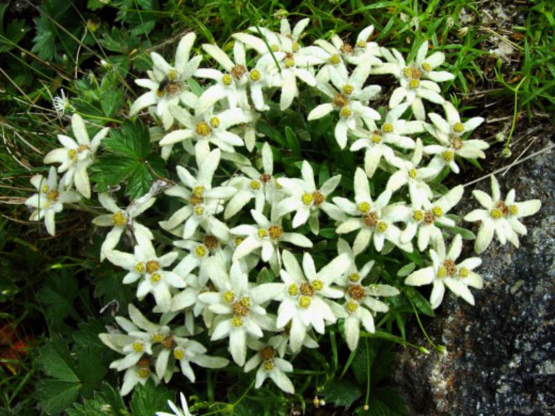 Features of the Edelweiss flower