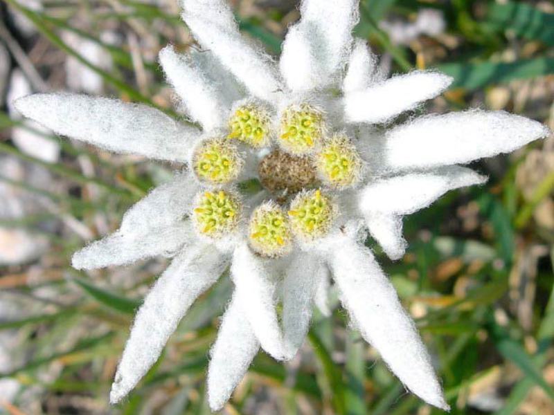 Edelweiss flower appearance