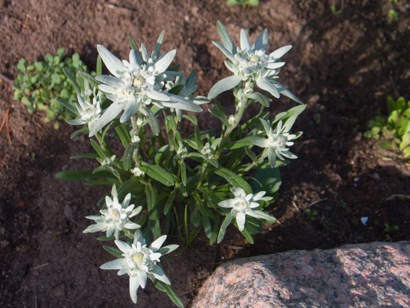 Edelweiss bloom