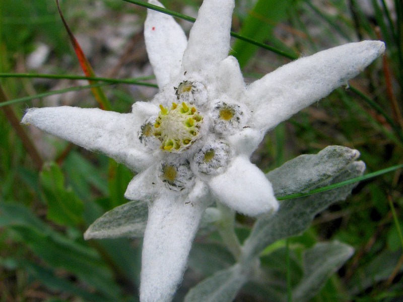 Edelweiss flower variety