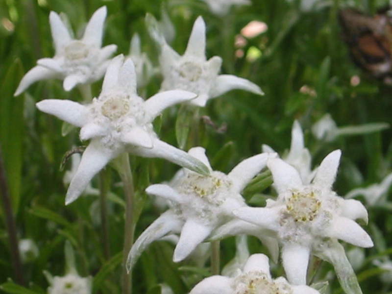 In nature, edelweiss grow on the alpine belt of mountains