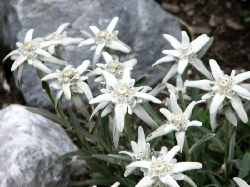 Edelweiss dwarf