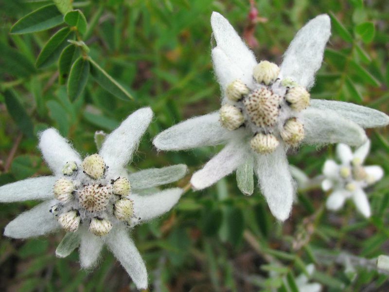 In nature, edelweiss grow on the alpine belt of mountains