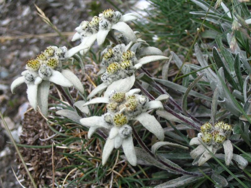 Chained to the edelweiss mountains.