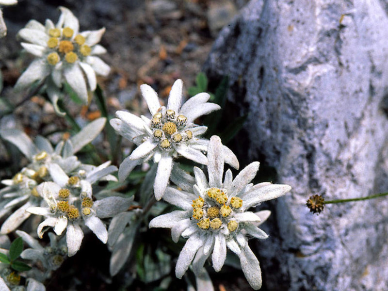 Edelweiss is a mountain flower plant.