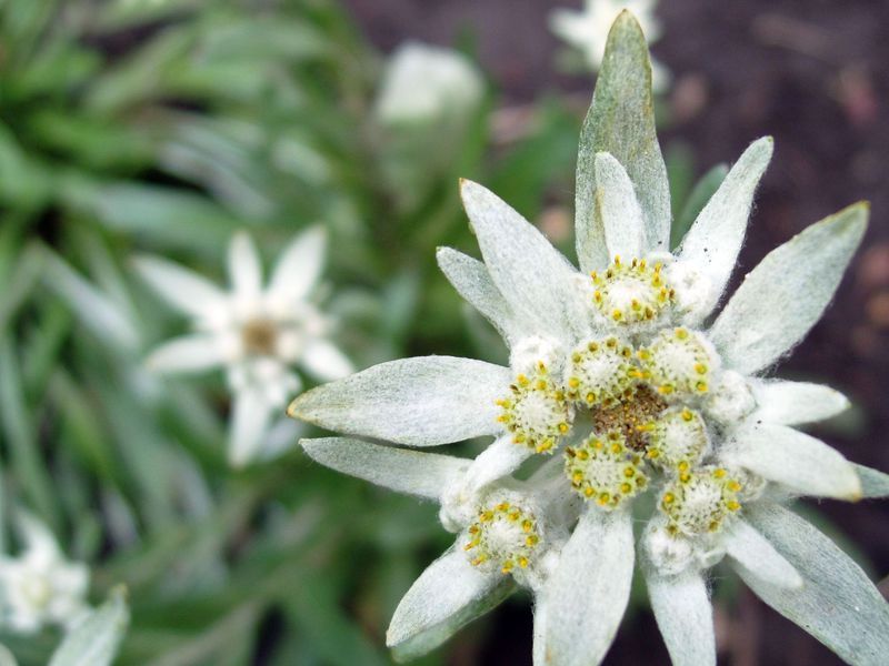 Characteristics of the edelweiss flower