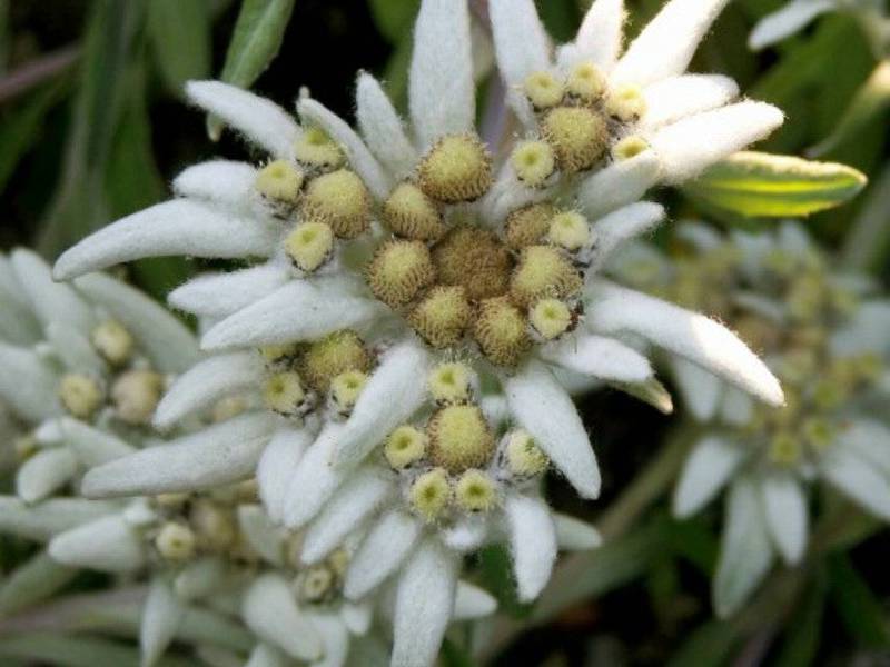 Edelweiss bloom