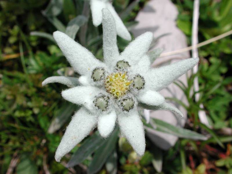 Edelweiss mountain flower