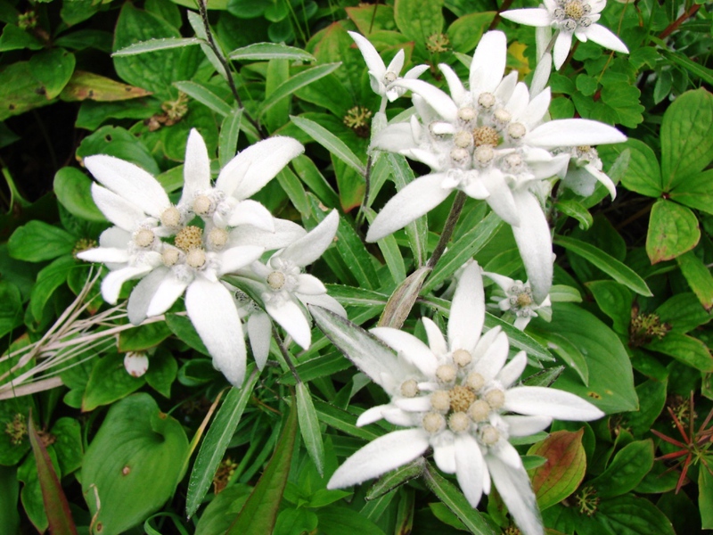 Edelweiss is a mountain flower plant.