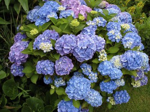 All about the hydrangea flower