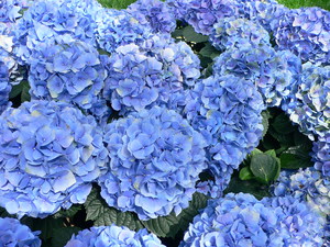 Types and varieties of hydrangea