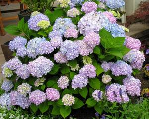 How hydrangea blooms