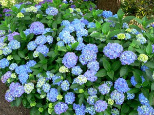 Watering and fertilizing hydrangea