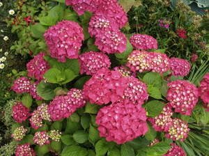 What medicinal properties does hydrangea have?