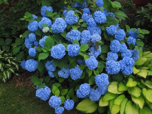 How to prune a hydrangea bush