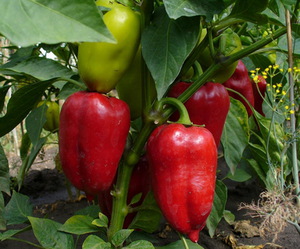 Seedlings for sweet peppers