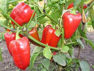 Hybrids and varieties of sweet peppers.