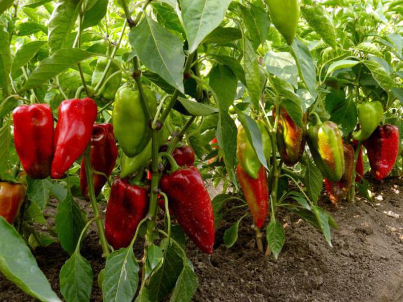 How to grow bell peppers