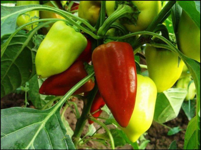 How sweet peppers grow