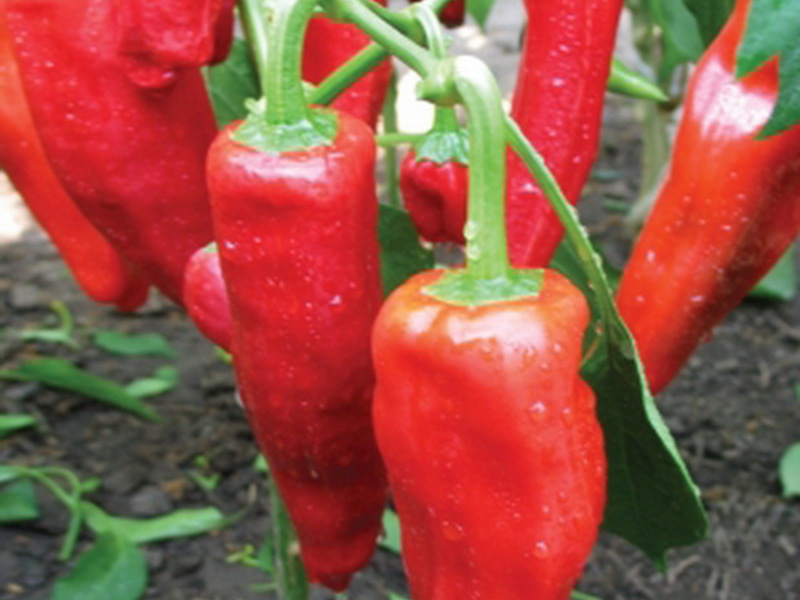 Bell pepper variety