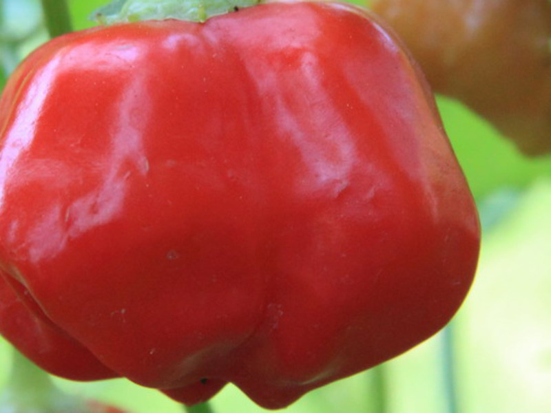 Growing sweet pepper