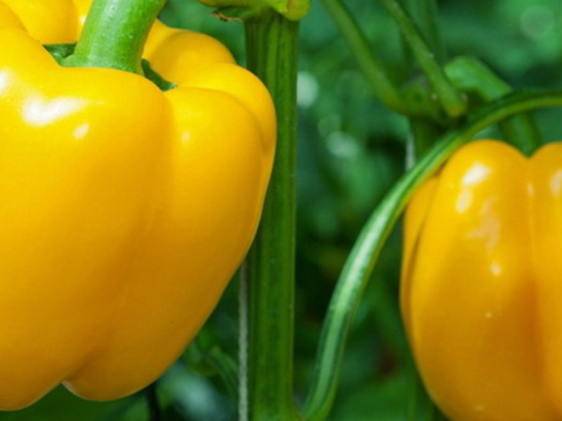 How to water sweet peppers