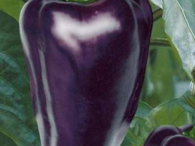 Planting and caring for sweet peppers