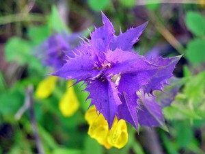 Types of flower Ivan da Marya.