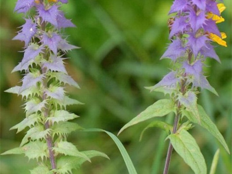 Characteristic features of the Ivan da Marya flower.