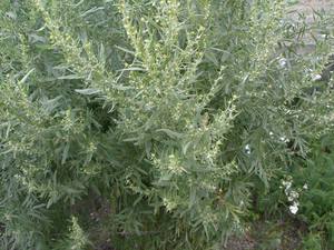 Annual wormwood