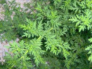 Types of wormwood