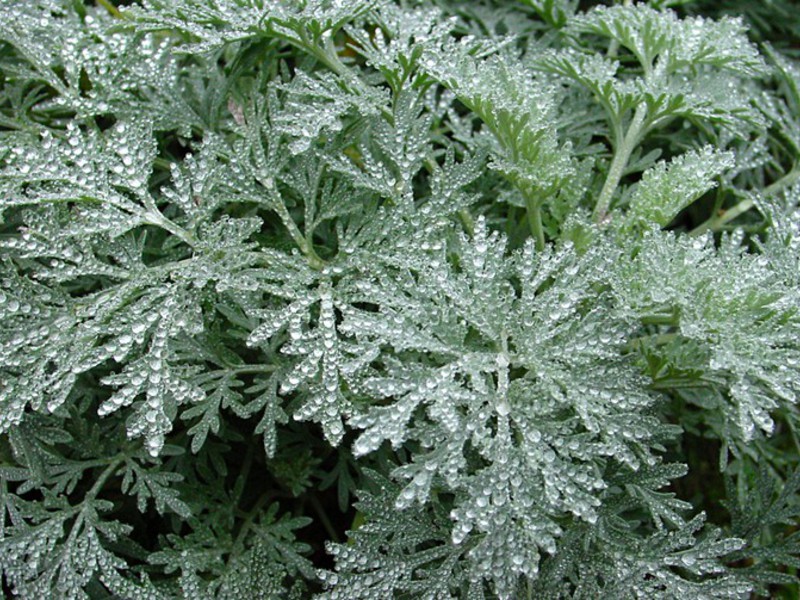 Varieties of wormwood