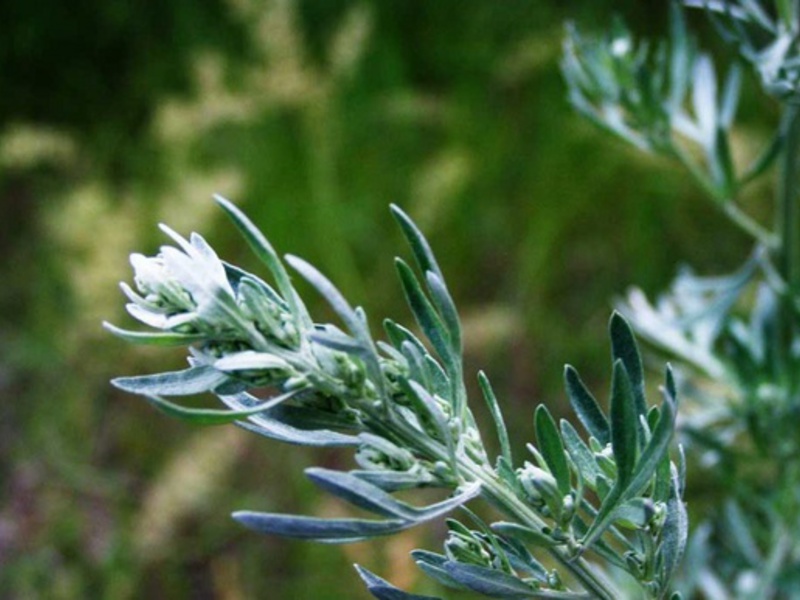 Types of wormwood