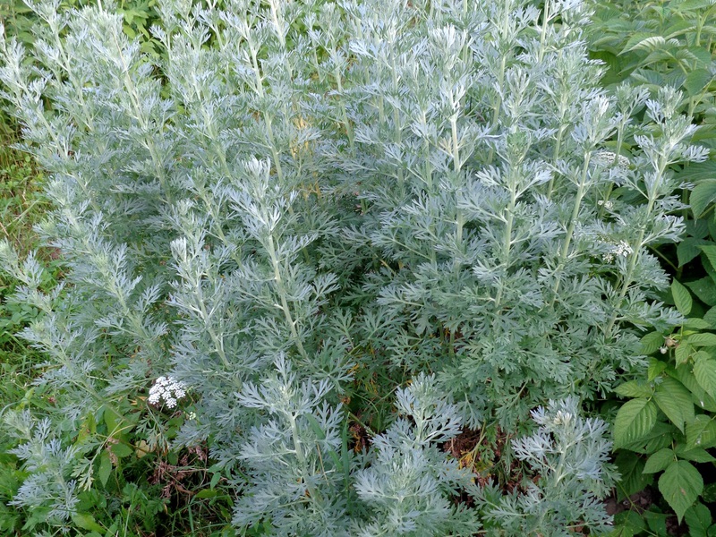 What properties does wormwood have