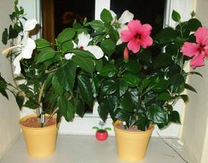 Hibiscus flowering period