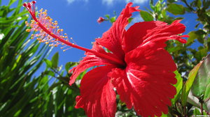 Indoor and outdoor hibiscus