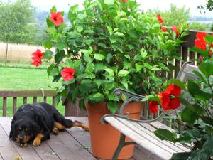 Hibiscus species.