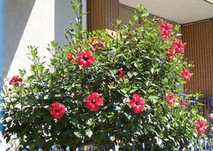 Indoor hibiscus.