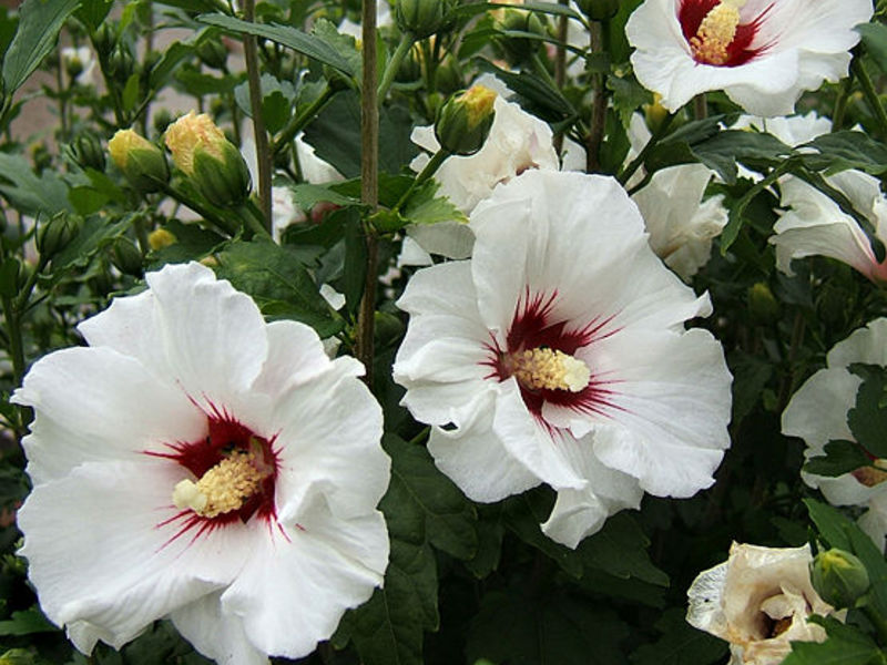 Home flowers hibiscus