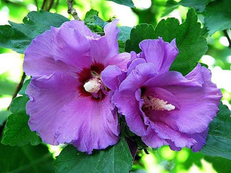 Indoor hibiscus flowers.