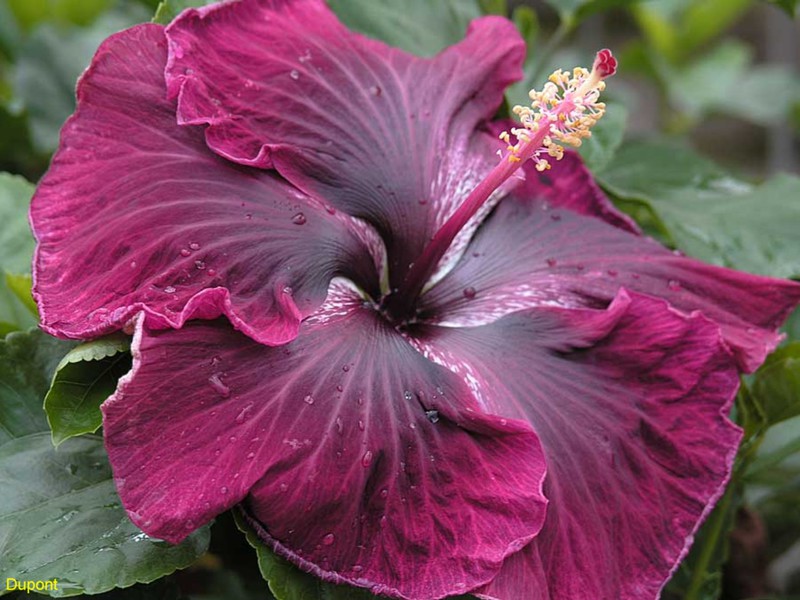 How can you care for hibiscus