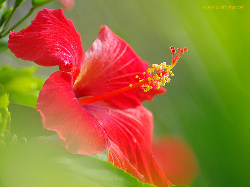 Red hibiscus