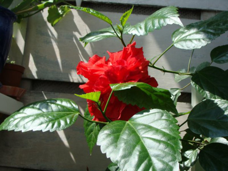 Street hibiscus