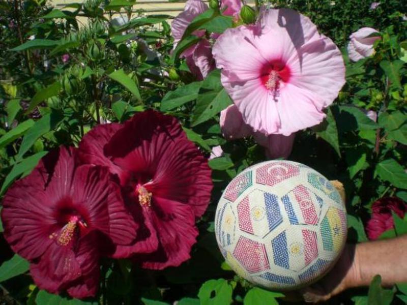 Home flowers hibiscus