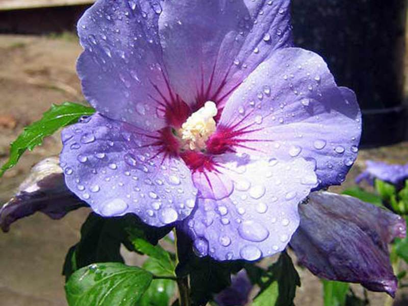 Hibiscus species