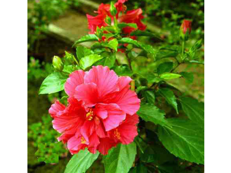 Conditions for the growth of hibiscus